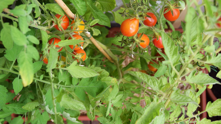 Ako zvýšiť úrodu balkónových rajčín