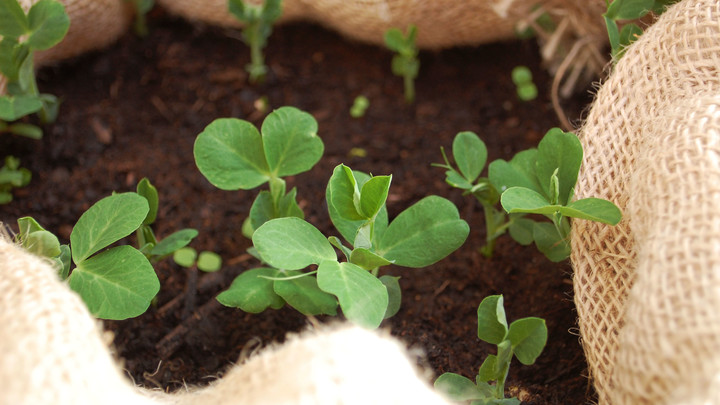 Peas growing in a container