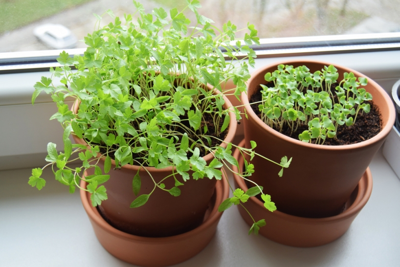 Home grown herbs