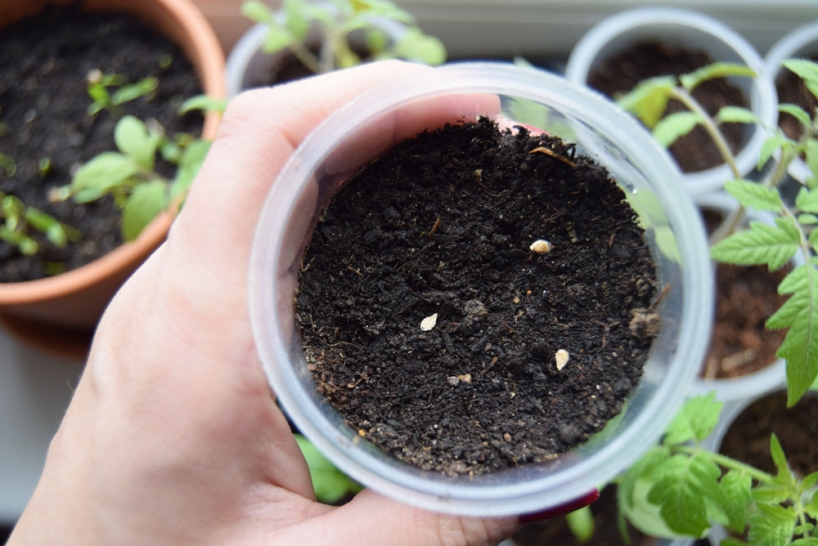 growing tomato from seeds