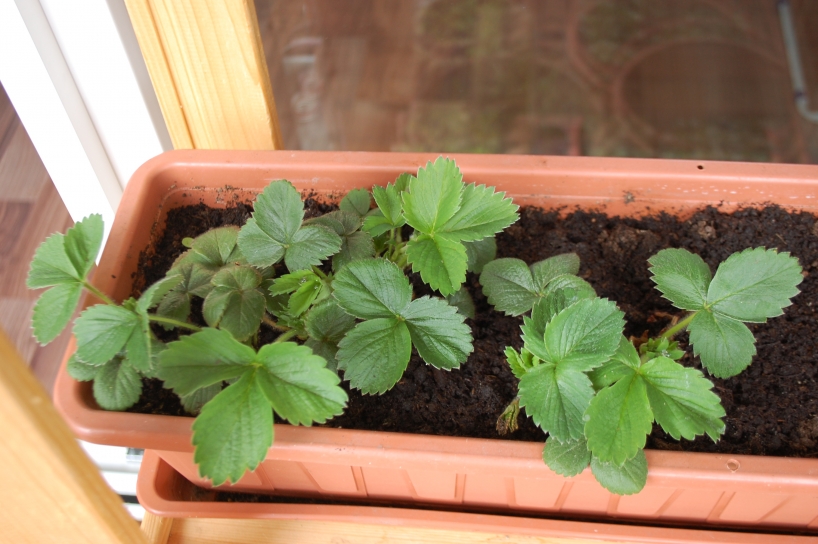 Strawberries awaking after the winter