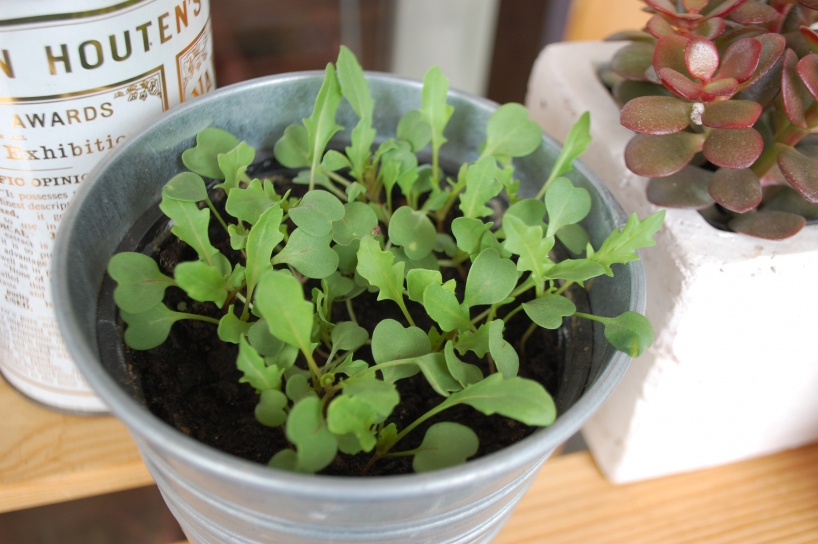 Rocket growing in a small container