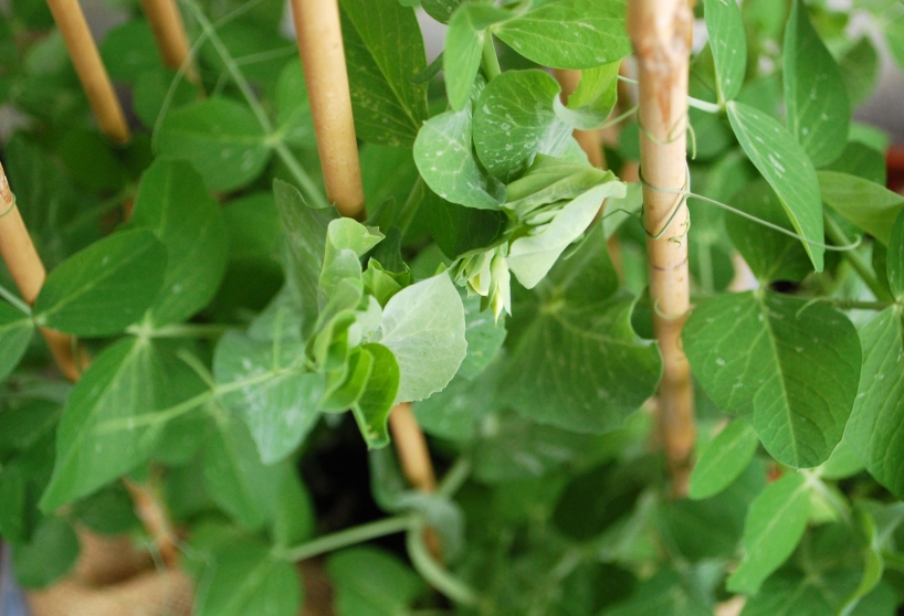 growing peas in a container