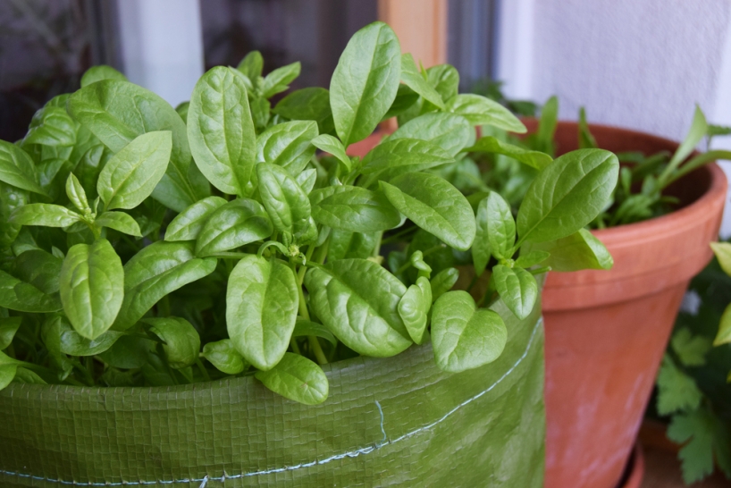 spinach grown in a growing bag