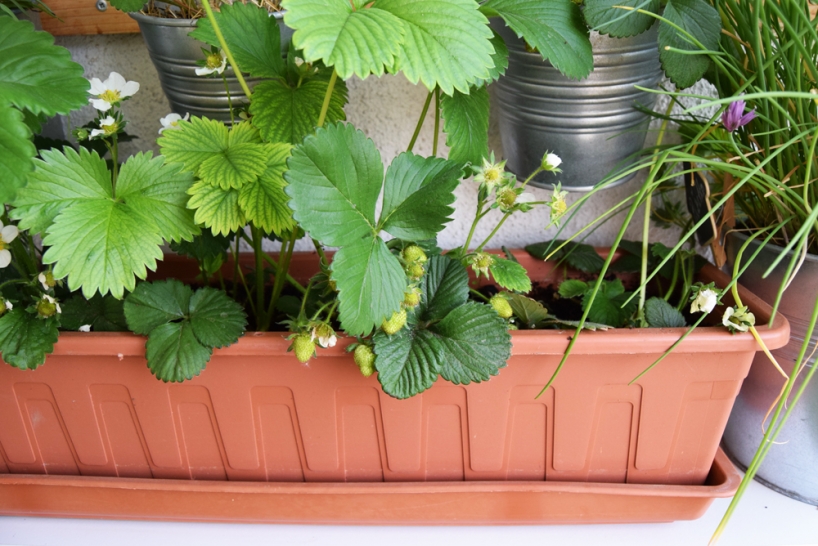 strawberries grown in a pot