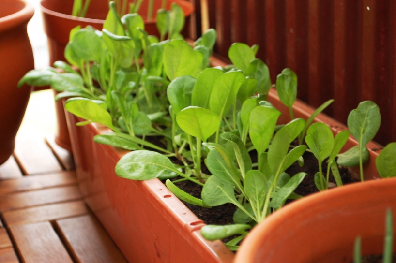 growing spinach in a pot