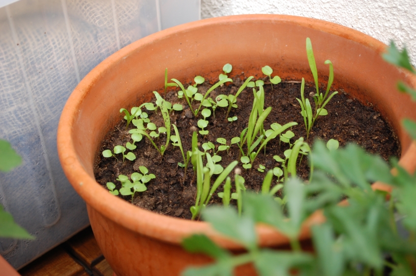 growing lettuce in a pot