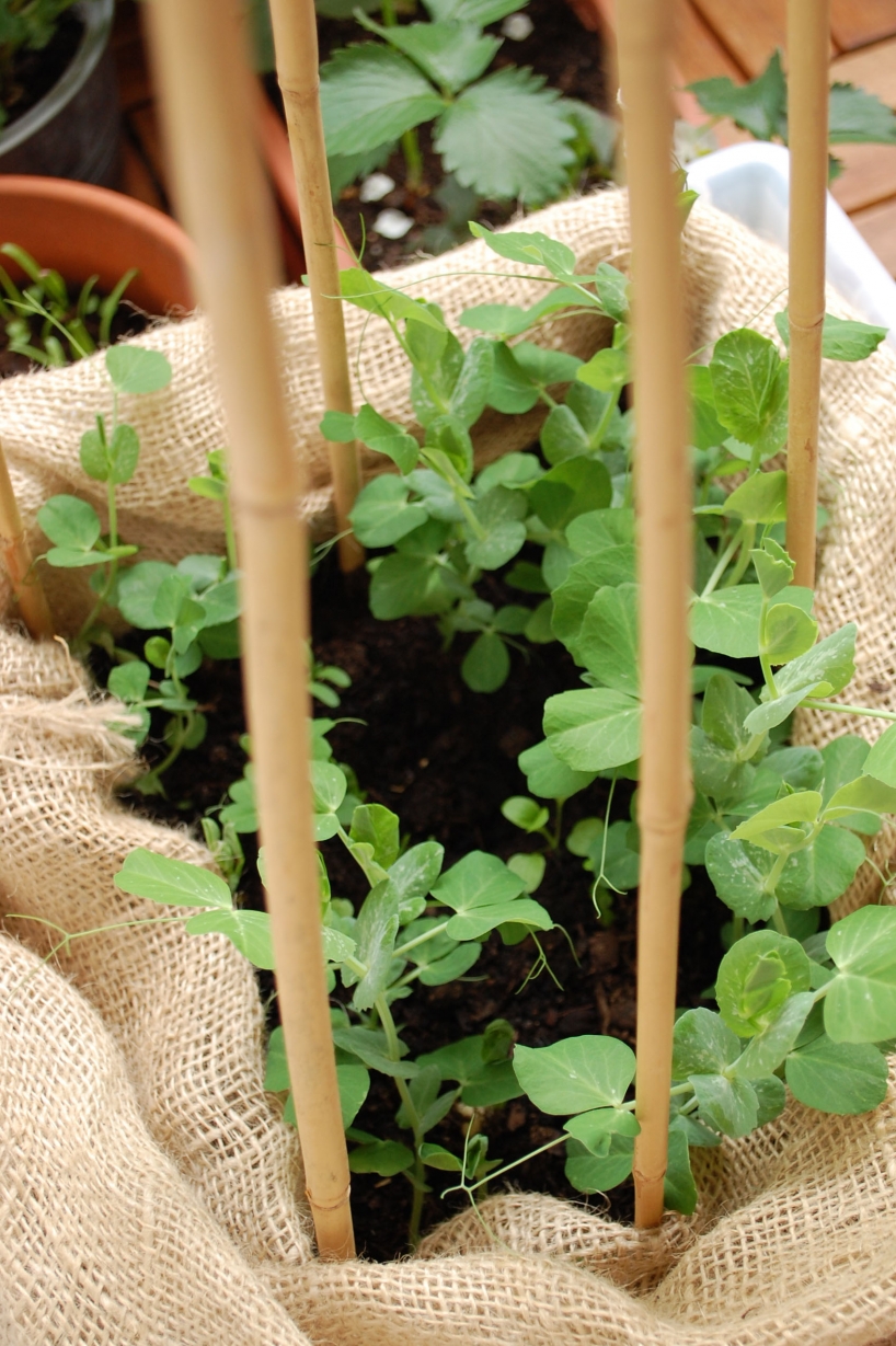 growing peas in container